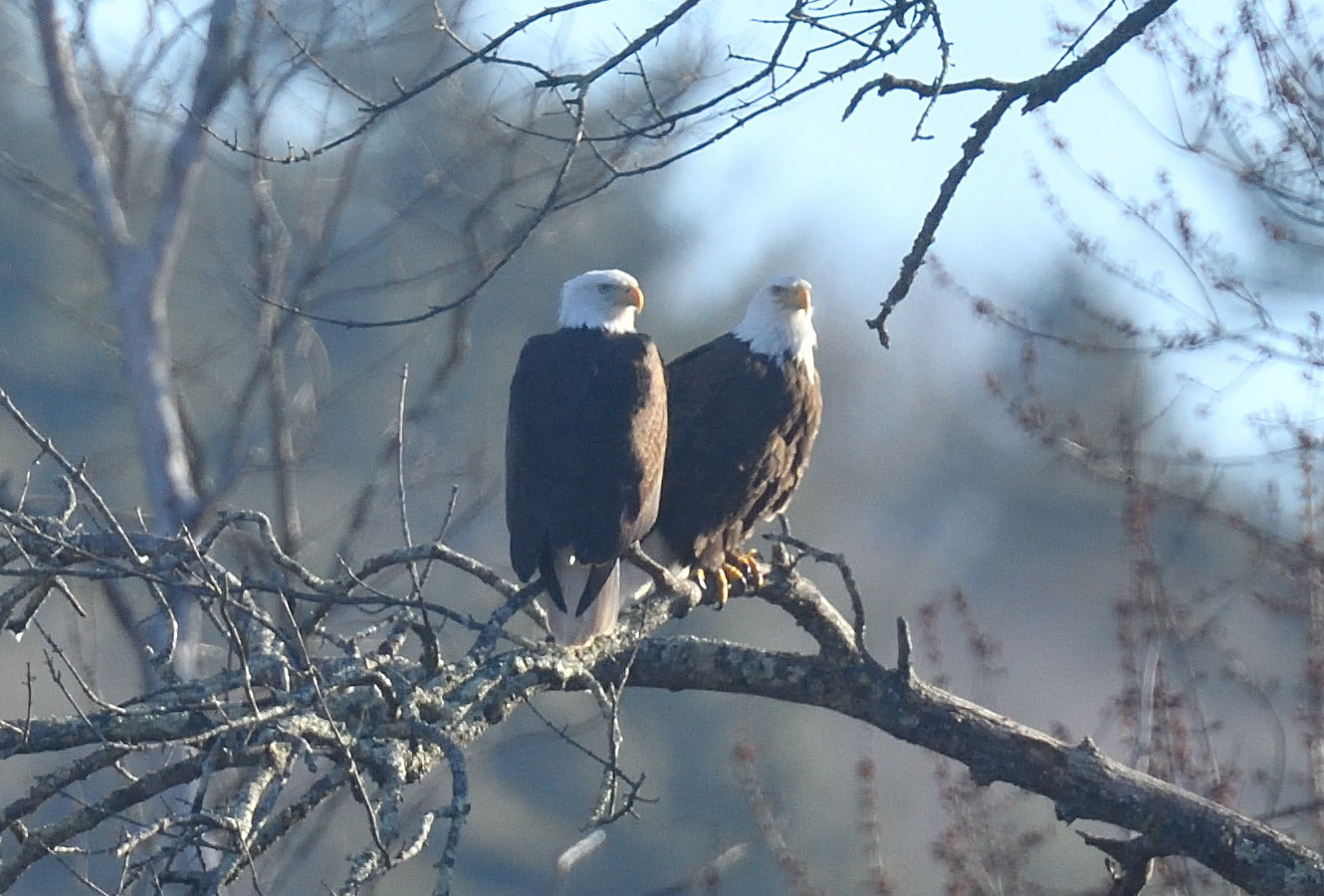 This pair is taking a rest from their aerobatics on a tree in which eagles are known for perching. Eagles in specific territories have favorite trees that they use time and time again. Even if the eagles have to move to a new nest tree due to tree or nest damage from a storm, they will build a new nest in a suitable tree nearby. They will also continue to use their favorite perch trees within their territory. ....